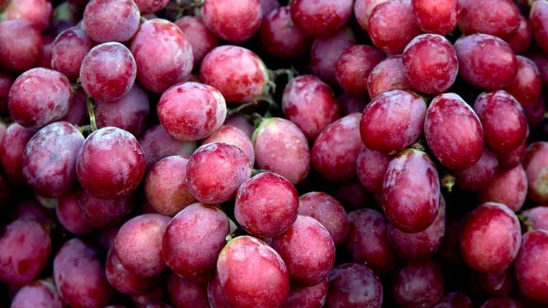 Organics, Port Health, Grapes